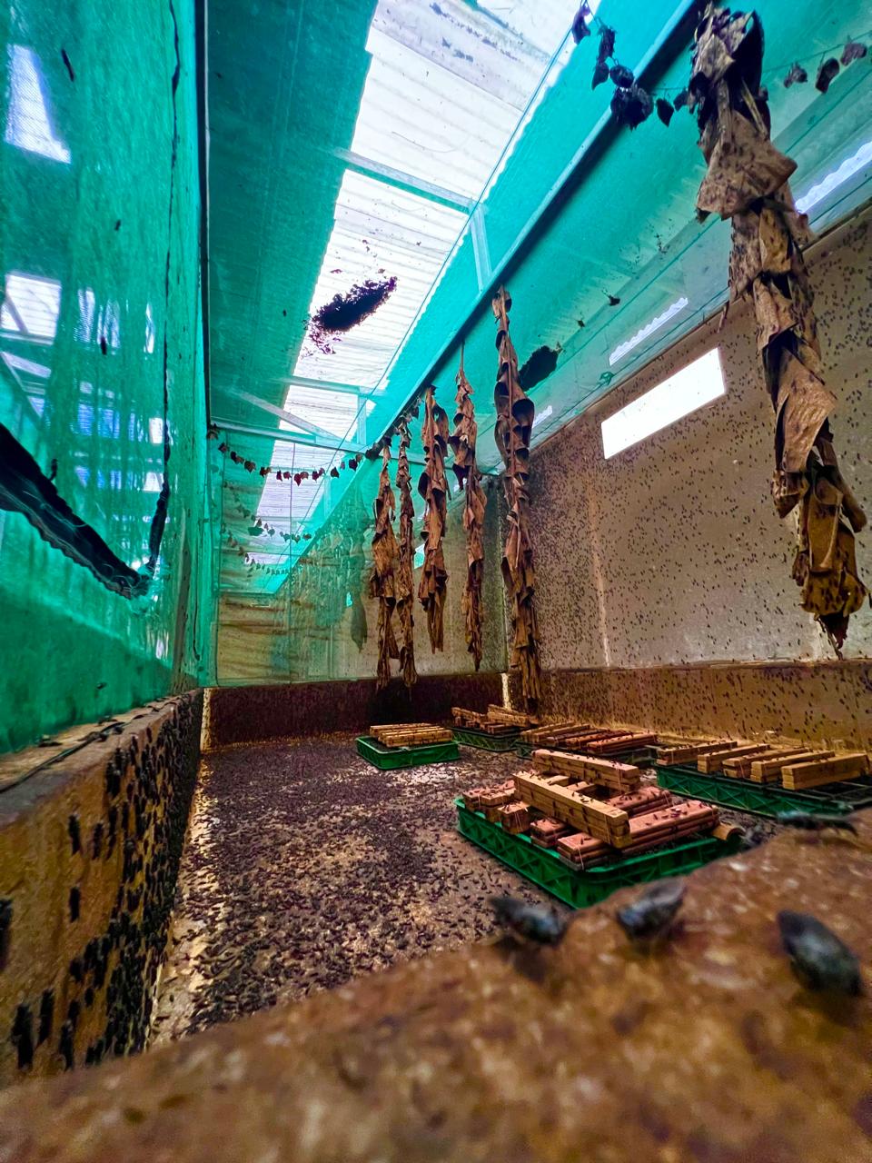 Maggota+ Operasional