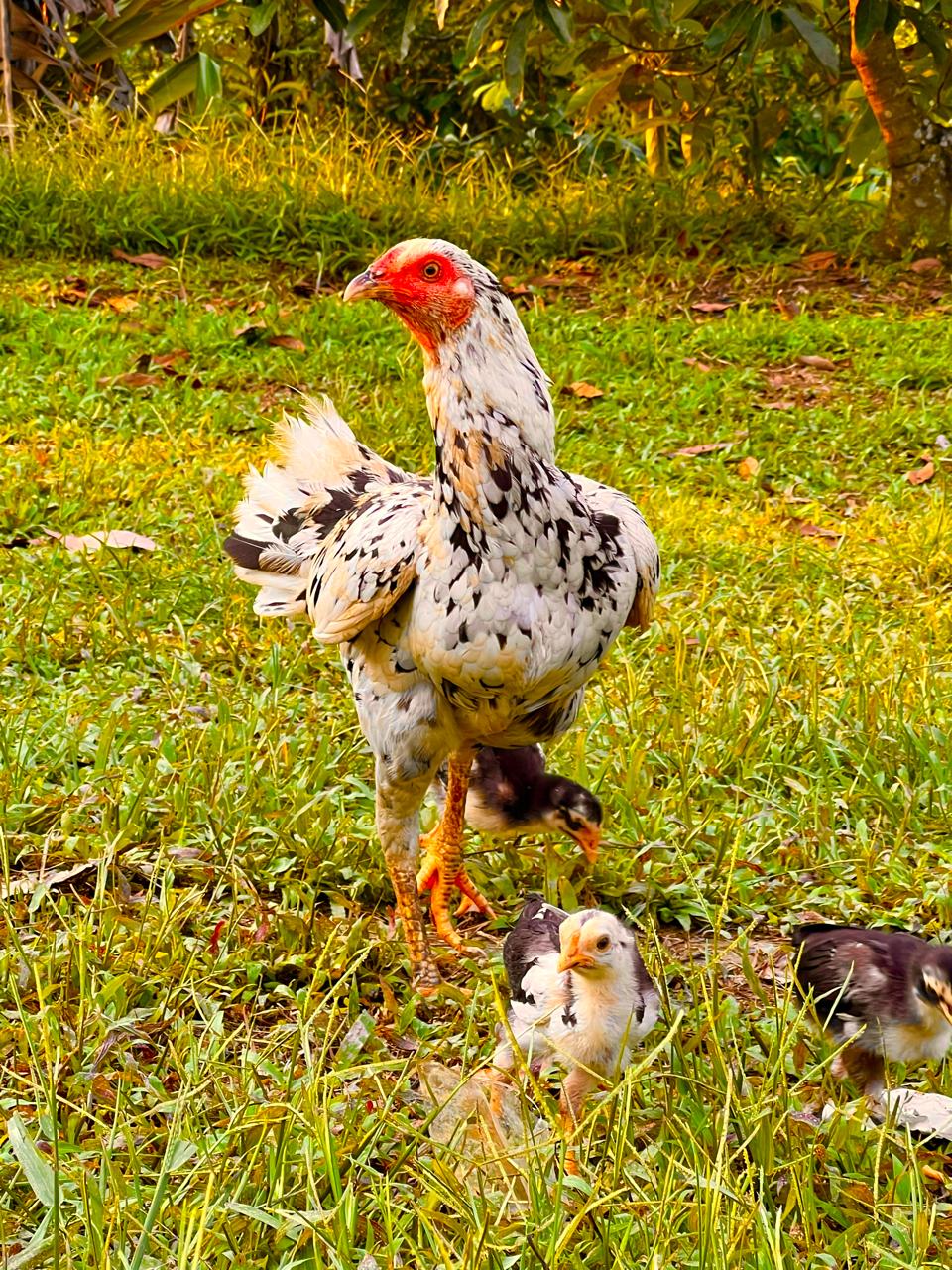Maggota+ pemanfaatan hasil budidaya untuk ternak